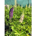 Csillagfürt ‘Legendary Mix’ (Lupinus polyphyllus)