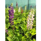 Csillagfürt ‘Legendary Mix’ (Lupinus polyphyllus)