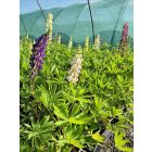 Csillagfürt ‘Legendary Mix’ (Lupinus polyphyllus)