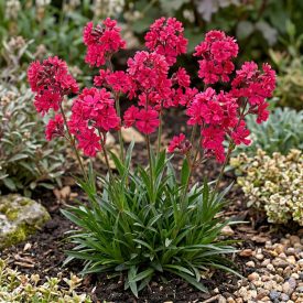   Enyves habszegfű 'Splendens Feuer' (Lychnis viscaria)
