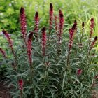 Bíborszínű lizinka (Lysimachia atropurpurea)