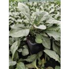 Bíborszínű lizinka (Lysimachia atropurpurea)