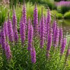 Réti füzény (Lythrum salicaria)