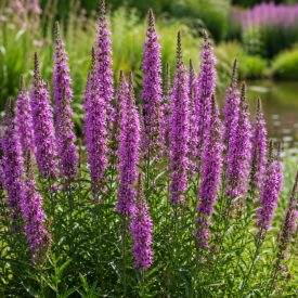 Réti füzény (Lythrum salicaria)