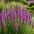 Réti füzény (Lythrum salicaria)