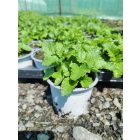 Citromfű (Melissa officinalis)