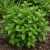 Fodormenta (Mentha spicata)