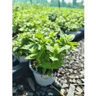 Fodormenta (Mentha spicata)