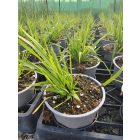 Magas kékperje 'Black Arrows' (Molinia arundinacea)