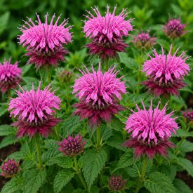Méhbalzsam 'Balmy Pink' (Monarda didyma)
