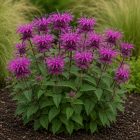 Méhbalzsam 'Leading Lady Orchid' (Monarda didyma)