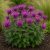 Méhbalzsam 'Leading Lady Orchid' (Monarda didyma)
