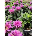 Méhbalzsam 'Leading Lady Orchid' (Monarda didyma)