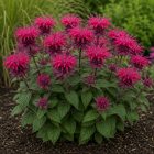 Méhbalzsam 'Leading Lady Razzberry' (Monarda didyma)
