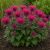 Méhbalzsam 'Leading Lady Razzberry' (Monarda didyma)