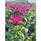 Méhbalzsam 'Leading Lady Razzberry' (Monarda didyma)