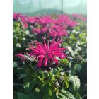 Méhbalzsam 'Leading Lady Razzberry' (Monarda didyma)