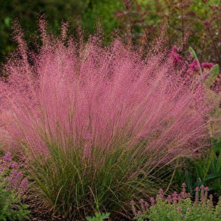 Vattacukorfű 'Ruby' (Muhlenbergia capillaris)