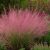 Vattacukorfű 'Ruby' (Muhlenbergia capillaris)