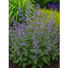 Fürtös macskamenta (Nepeta racemosa)