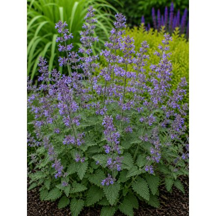 Fürtös macskamenta (Nepeta racemosa)