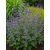 Fürtös macskamenta (Nepeta racemosa)