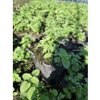 Fürtös macskamenta (Nepeta racemosa)