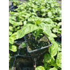 Bazsalikom (Ocimum basilicum)