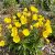 Ligetszépe 'Erica Robin' (Oenothera fruticosa subsp. glauca)