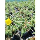 Ligetszépe 'Erica Robin' (Oenothera fruticosa subsp. glauca)