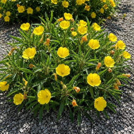 Ligetszépe ‘Missourensis’ (Oenothera macrocarpa)