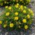 Ligetszépe ‘Missourensis’ (Oenothera macrocarpa)