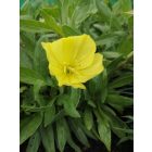 Ligetszépe ‘Missourensis’ (Oenothera macrocarpa)