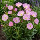 Pompás ligetszépe 'Siskiyou' (Oenothera speciosa)