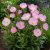 Pompás ligetszépe 'Siskiyou' (Oenothera speciosa)