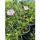 Pompás ligetszépe 'Siskiyou' (Oenothera speciosa)
