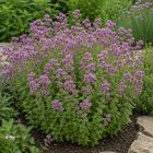 Oregánó (Origanum vulgare)
