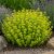 Oregánó  'Gold Nugget' (Origanum vulgare)