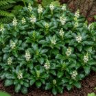 Japán kövérke (Pachysandra terminalis)