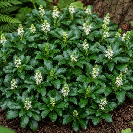 Japán kövérke (Pachysandra terminalis)