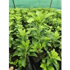 Japán kövérke (Pachysandra terminalis)