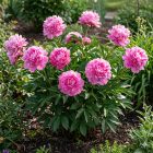 Illatos bazsarózsa 'Alexander Fleming'  (Paeonia lactiflora)
