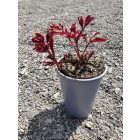 Illatos bazsarózsa 'Alexander Fleming'  (Paeonia lactiflora)