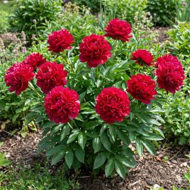   Illatos bazsarózsa 'Karl Rosenfield'  (Paeonia lactiflora)