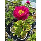 Illatos bazsarózsa 'Karl Rosenfield'  (Paeonia lactiflora)