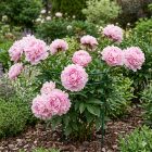 Illatos bazsarózsa 'Sarah Bernhardt'  (Paeonia lactiflora)