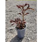 Illatos bazsarózsa 'Sarah Bernhardt'  (Paeonia lactiflora)