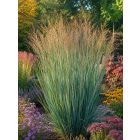 Vesszős köles (Panicum virgatum)