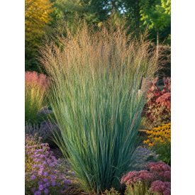 Vesszős köles (Panicum virgatum)