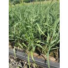 Vesszős köles (Panicum virgatum)